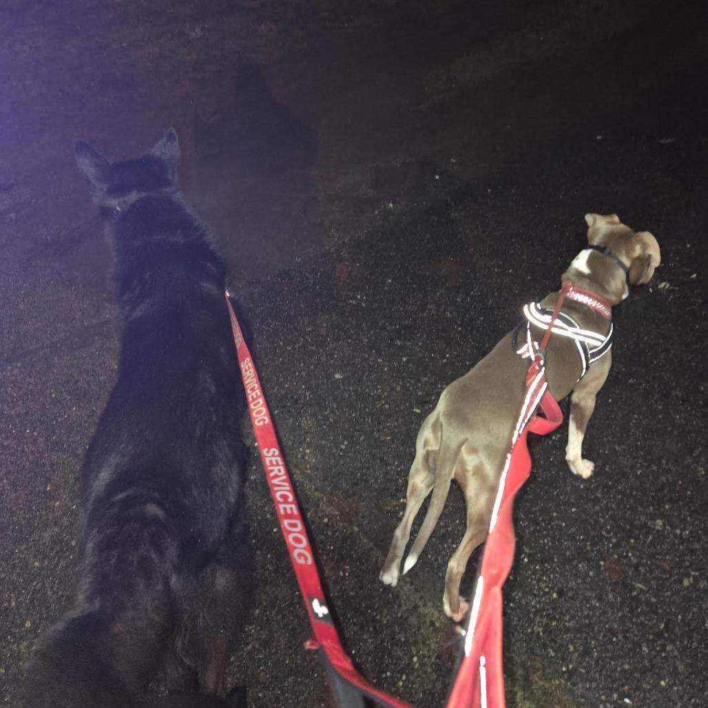 Enlarge Athena, a Adoptable Pit Bull Terrier in Bellingham, WA image 6/6