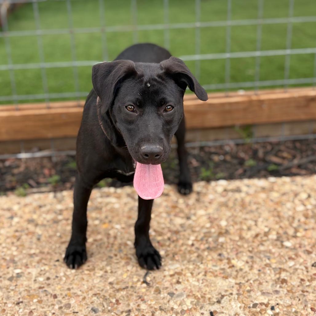 Jeanette 26-02-074, a Adoptable Mixed Breed in Bastrop, TX image 4/6