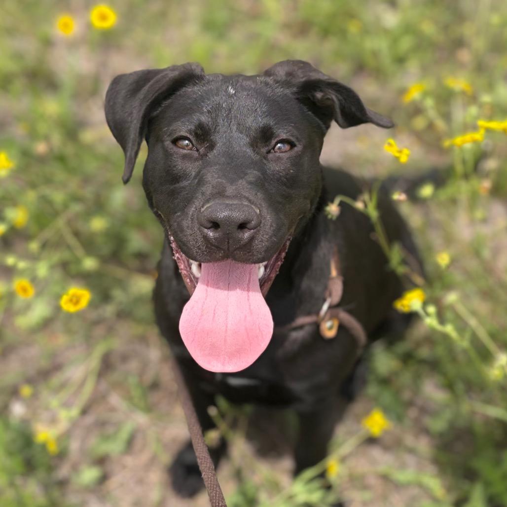 Jeanette 26-02-074, a Adoptable Mixed Breed in Bastrop, TX image 5/6