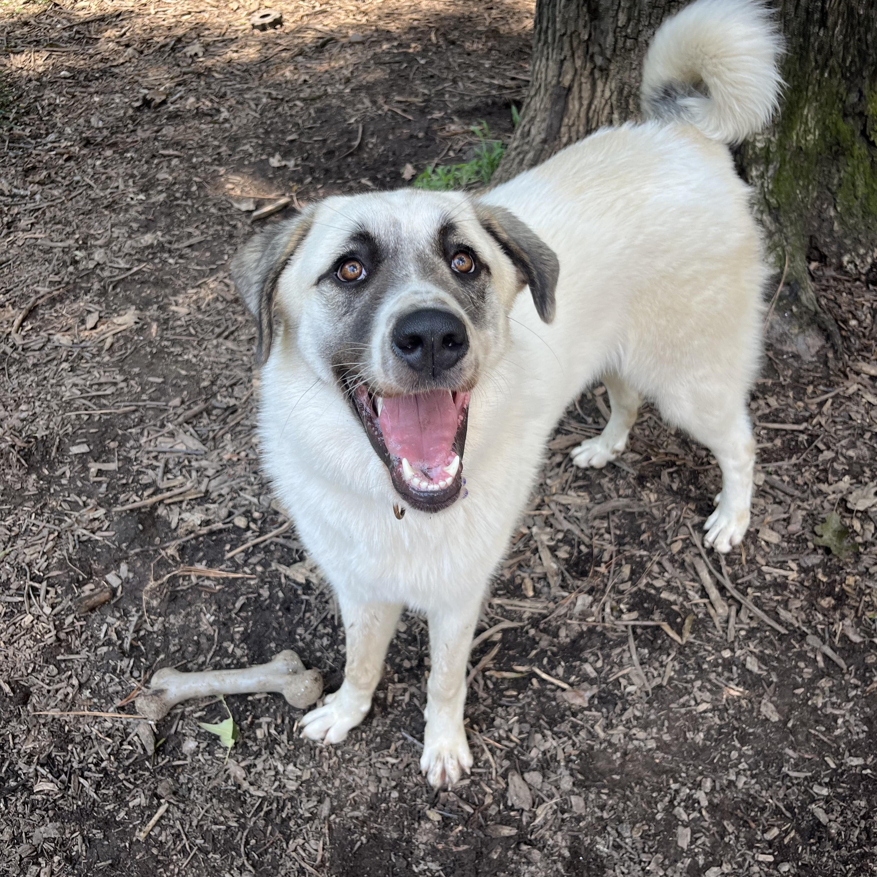 Enlarge Gladys, a Adoptable mixed breed in Richmond, VA image 2/3