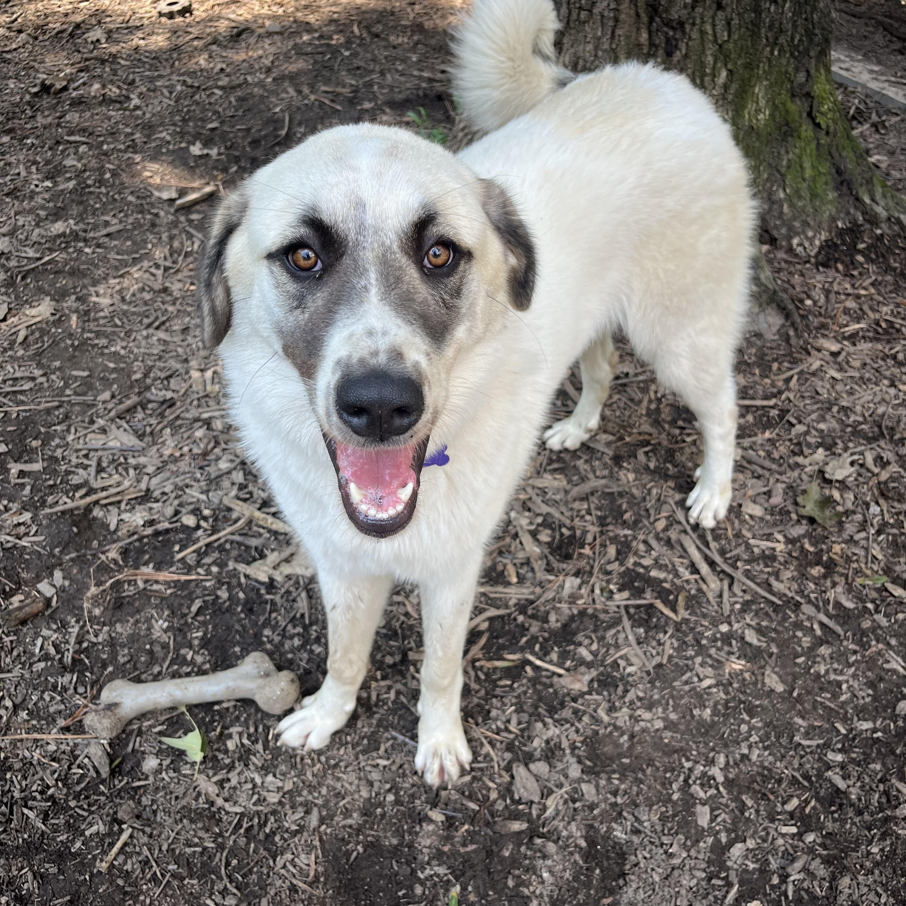 Enlarge Gladys, a Adoptable mixed breed in Richmond, VA image 3/3