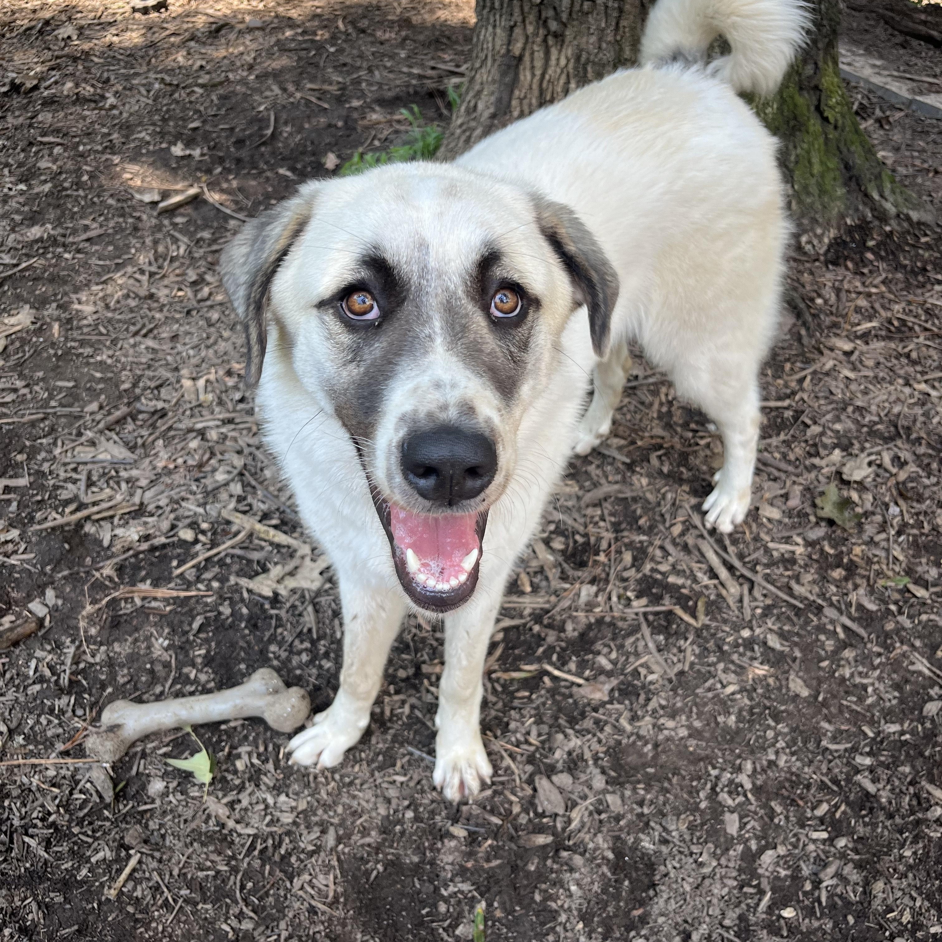 Enlarge Gladys, a Adoptable mixed breed in Richmond, VA image 1/3