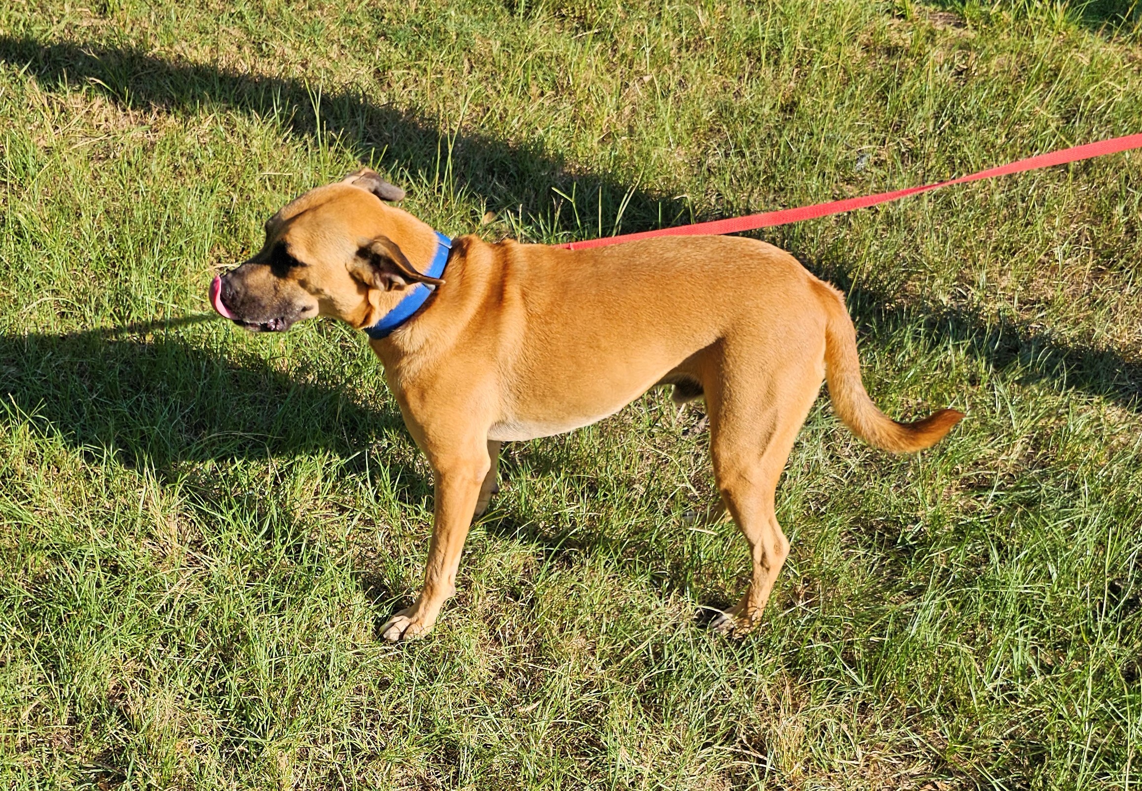Chauncey, a Adoptable mixed breed in Sheridan, TX image 1/12