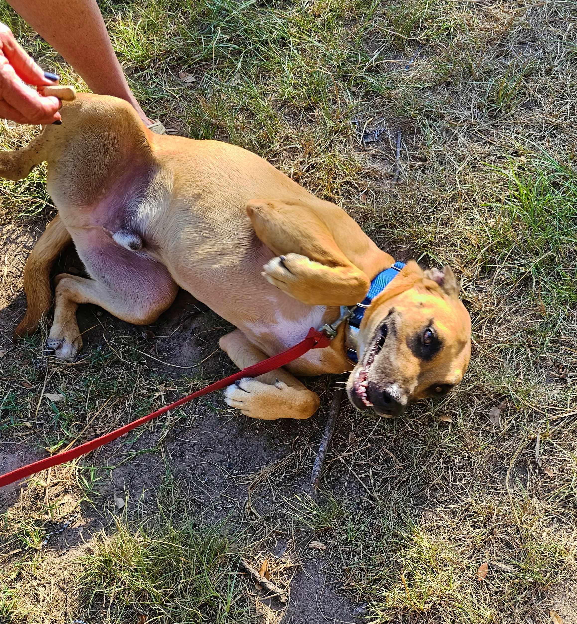 Chauncey, a Adoptable mixed breed in Sheridan, TX image 4/12