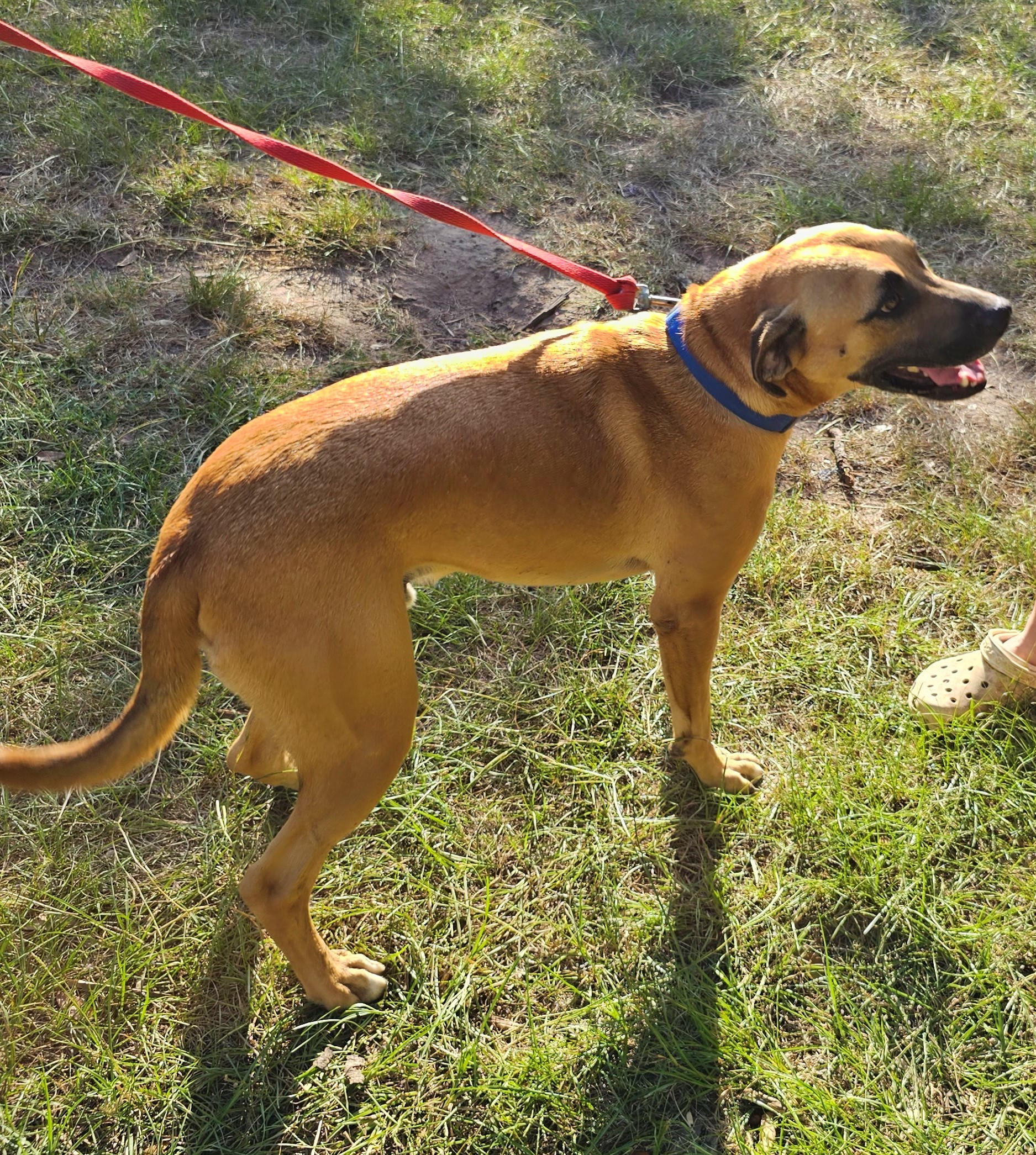 Chauncey, a Adoptable mixed breed in Sheridan, TX image 5/12