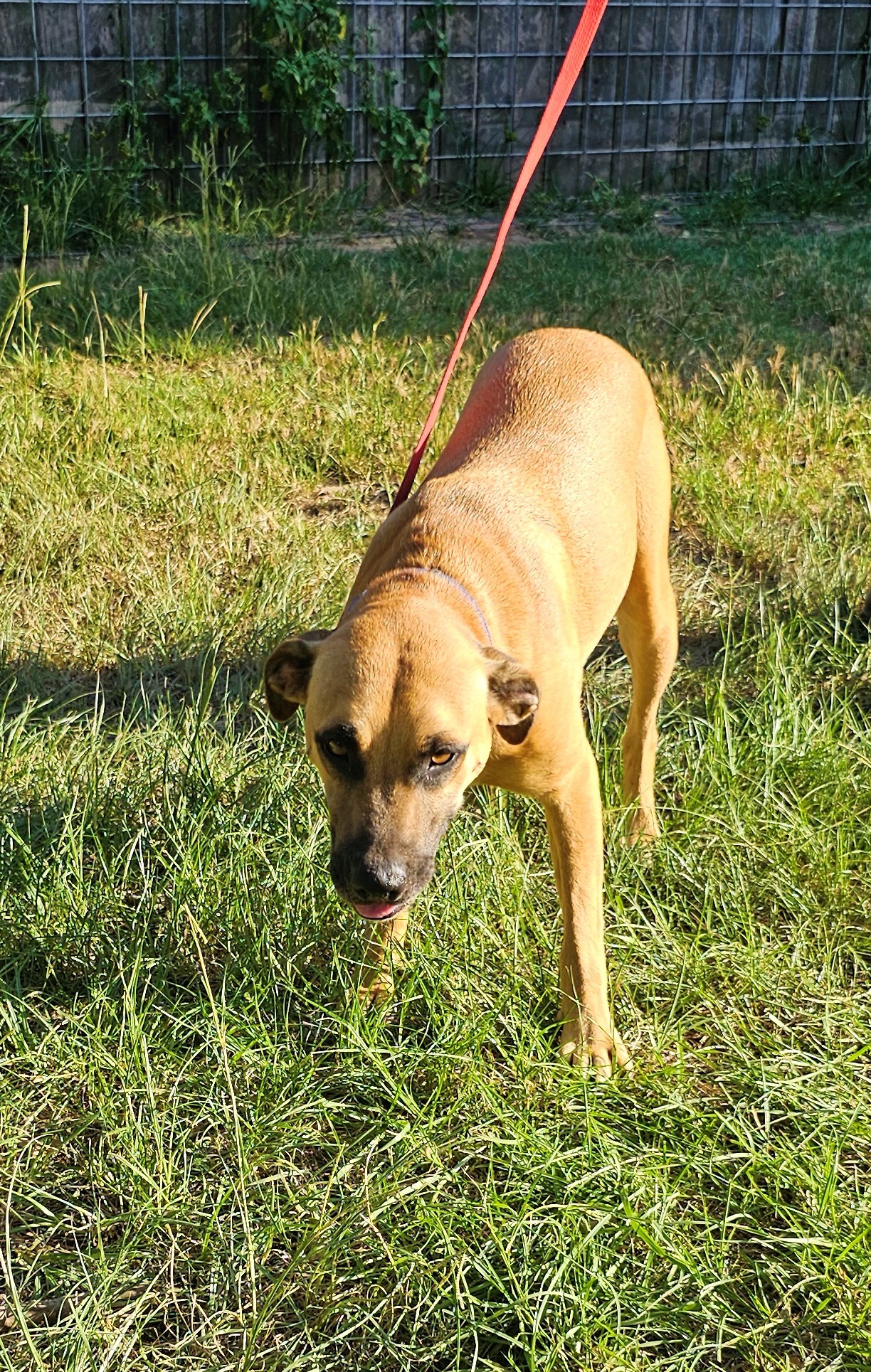 Chauncey, a Adoptable mixed breed in Sheridan, TX image 6/12