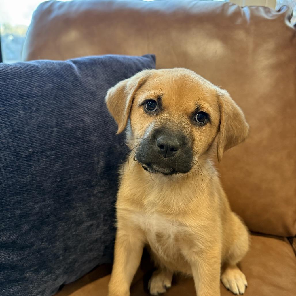 Enlarge Sazerac, a Adoptable mixed breed in Crystal, MN image 1/4