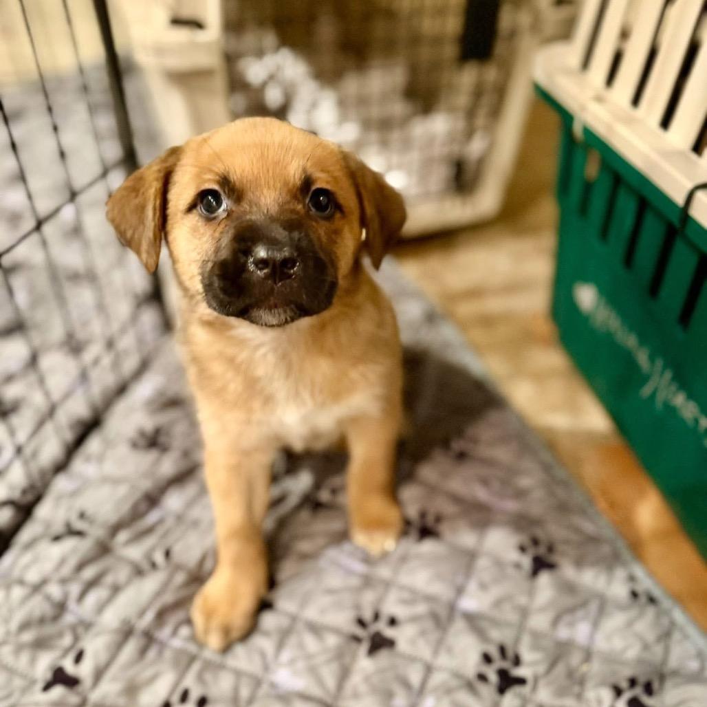 Enlarge Sazerac, a Adoptable mixed breed in Crystal, MN image 2/4