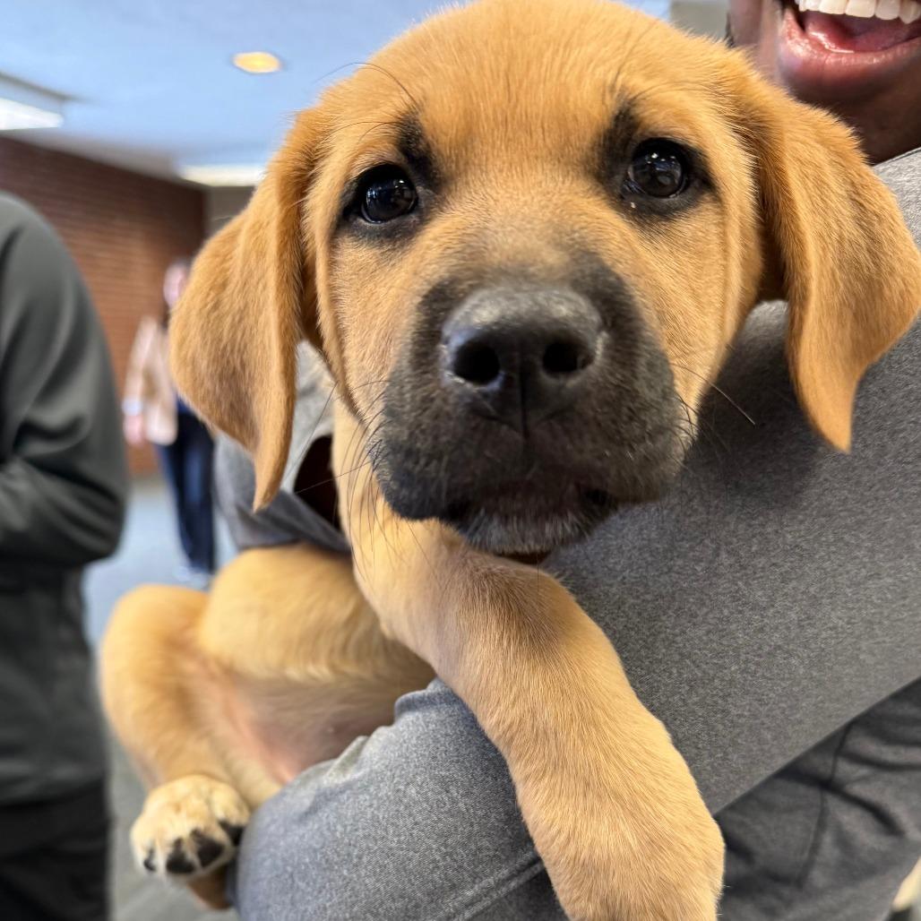 Enlarge Sazerac, a Adoptable mixed breed in Crystal, MN image 3/4