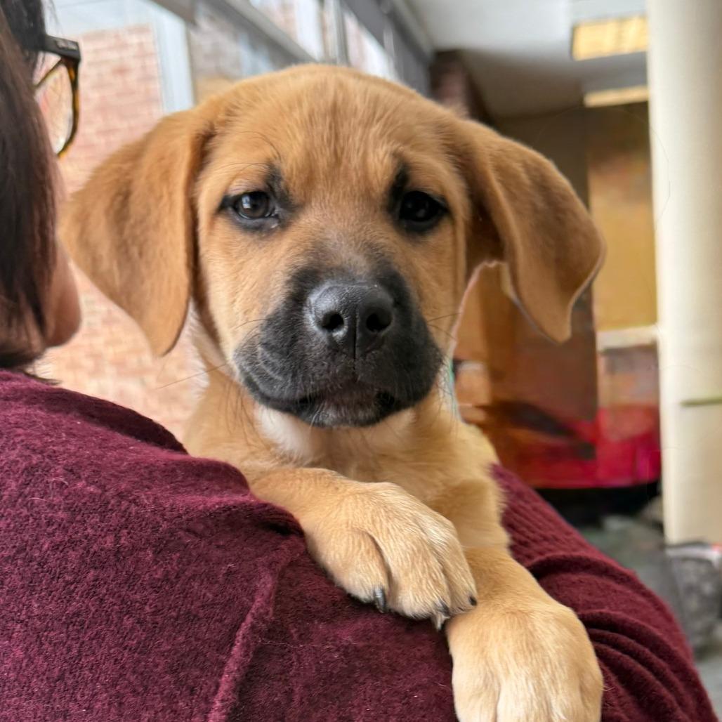 Enlarge Sazerac, a Adoptable mixed breed in Crystal, MN image 4/4