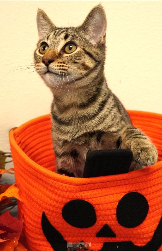 Winslow, Adoptable, Kitten Male Domestic Short Hair.