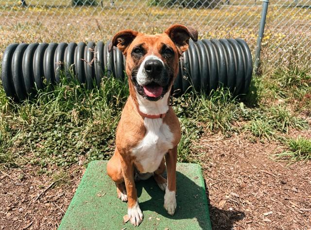 POLLY, Adoptable, Adult Female Boxer & Mixed Breed.