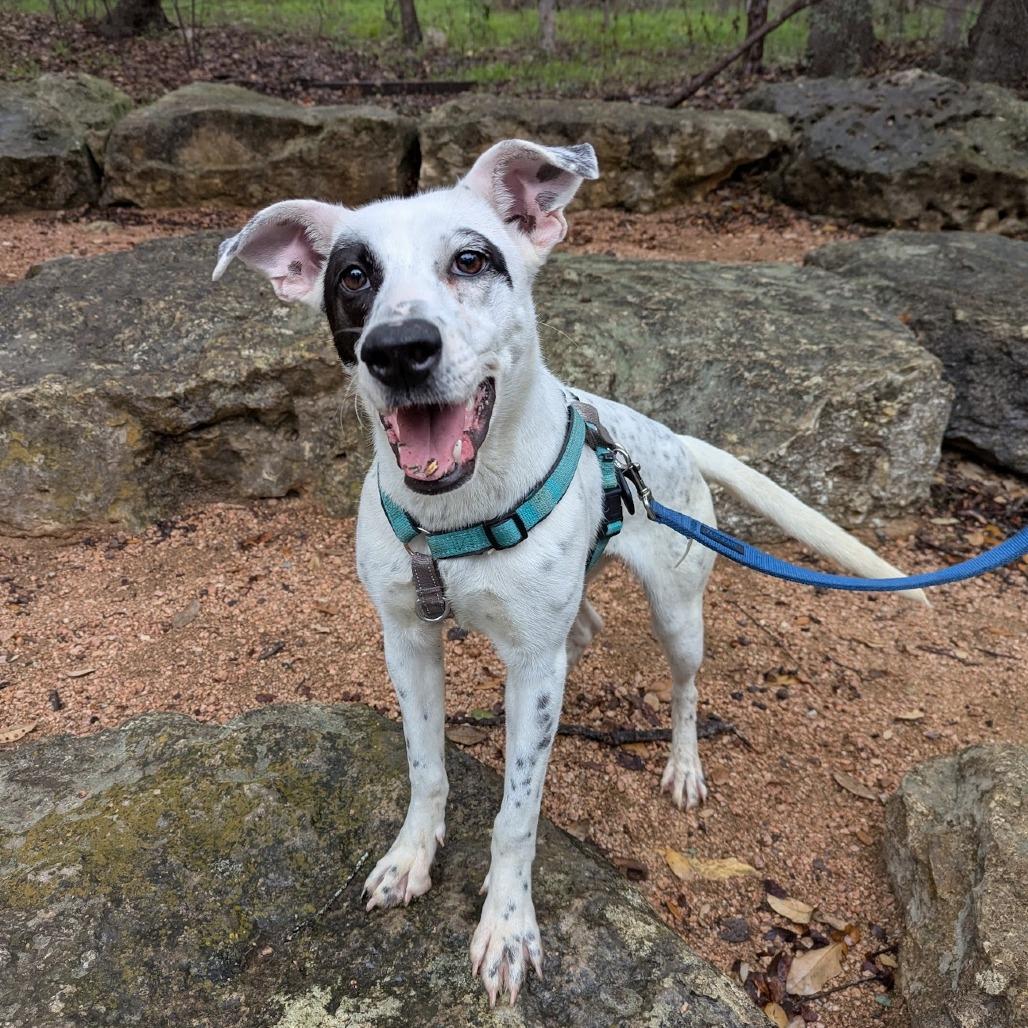 Pip AK, an adoptable Spaniel, Australian Cattle Dog / Blue Heeler in Austin, TX, 78701 | Photo Image 3
