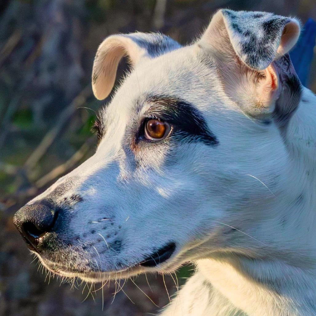 Pip AK, an adoptable Spaniel, Australian Cattle Dog / Blue Heeler in Austin, TX, 78701 | Photo Image 7