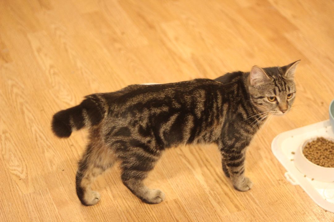 Lou & Eddy, Adoptable, Young Female Domestic Short Hair.