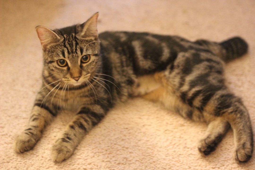 Lou & Eddy, a Adoptable Domestic Short Hair in Gig Harbor, WA image 2/6