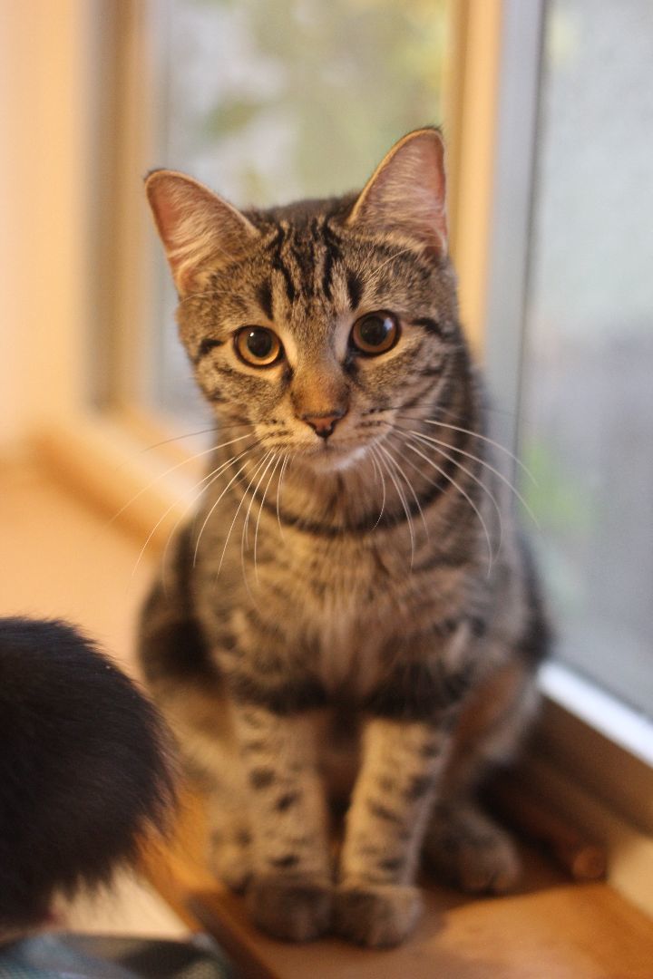 Lou & Eddy, a Adoptable Domestic Short Hair in Gig Harbor, WA image 3/6