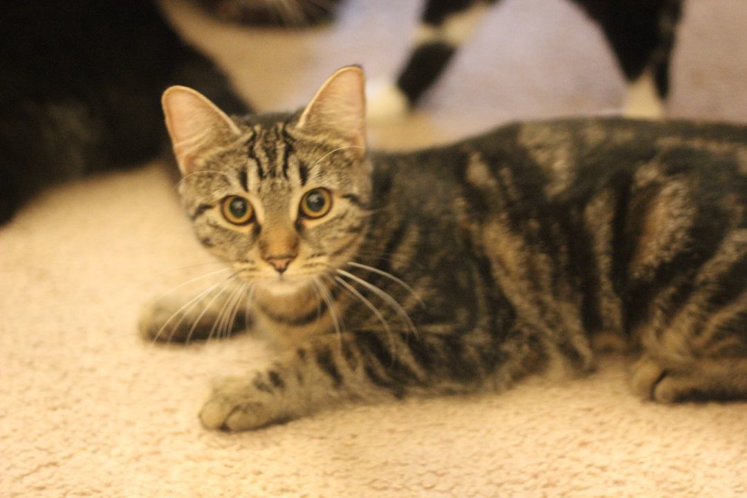 Lou & Eddy, a Adoptable Domestic Short Hair in Gig Harbor, WA image 4/6