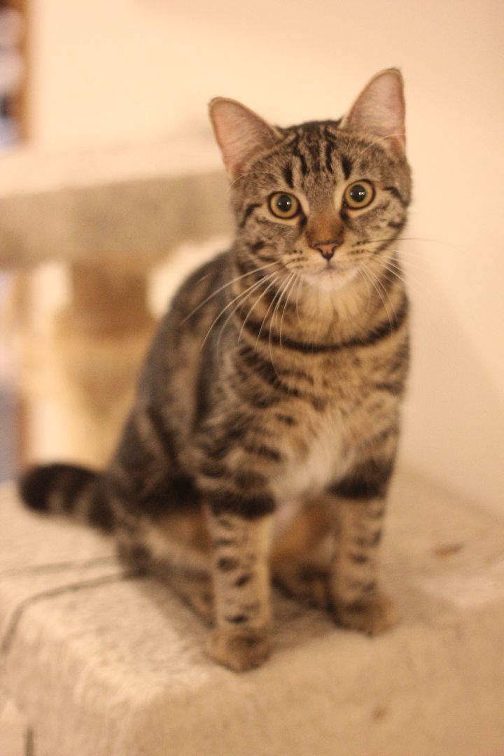 Lou & Eddy, a Adoptable Domestic Short Hair in Gig Harbor, WA image 5/6