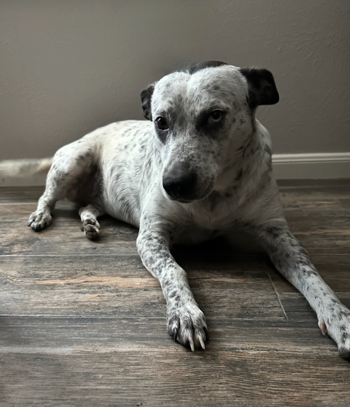 Enlarge Ivy, a Adoptable mixed breed in Houston, TX image 1/6