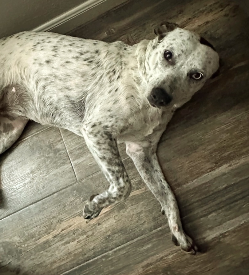 Enlarge Ivy, a Adoptable mixed breed in Houston, TX image 2/6