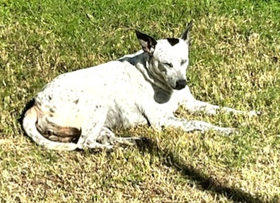 Enlarge Ivy, a Adoptable mixed breed in Houston, TX image 3/6