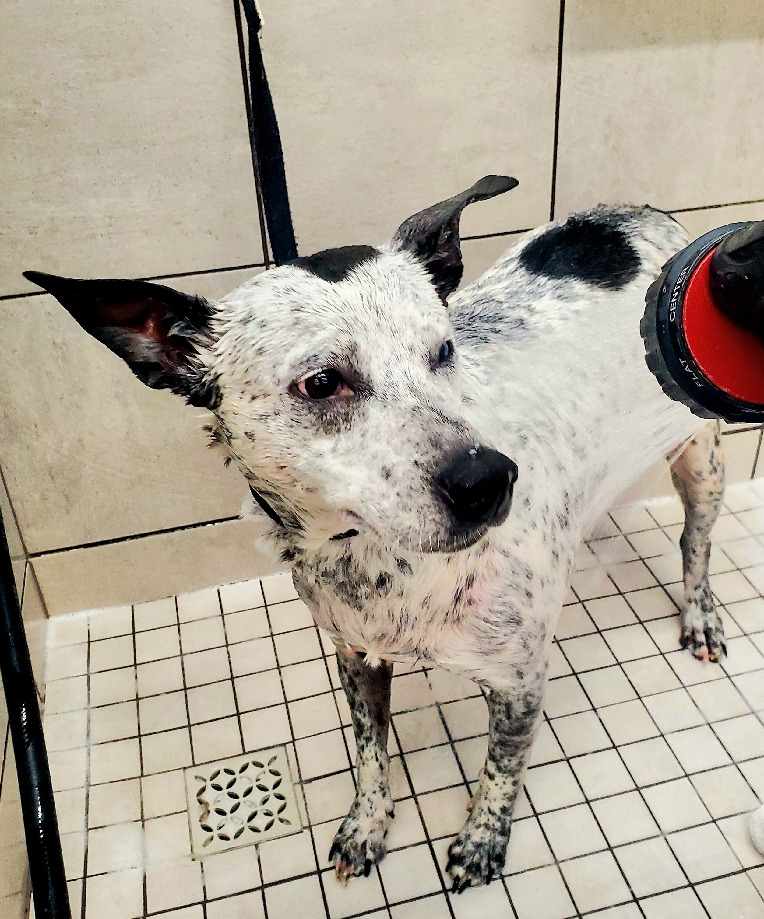 Enlarge Ivy, a Adoptable mixed breed in Houston, TX image 4/6