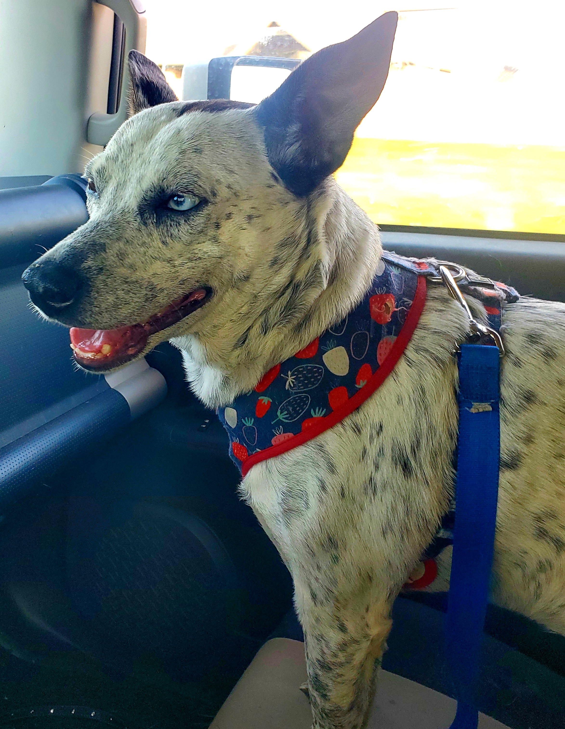 Enlarge Ivy, a Adoptable mixed breed in Houston, TX image 5/6