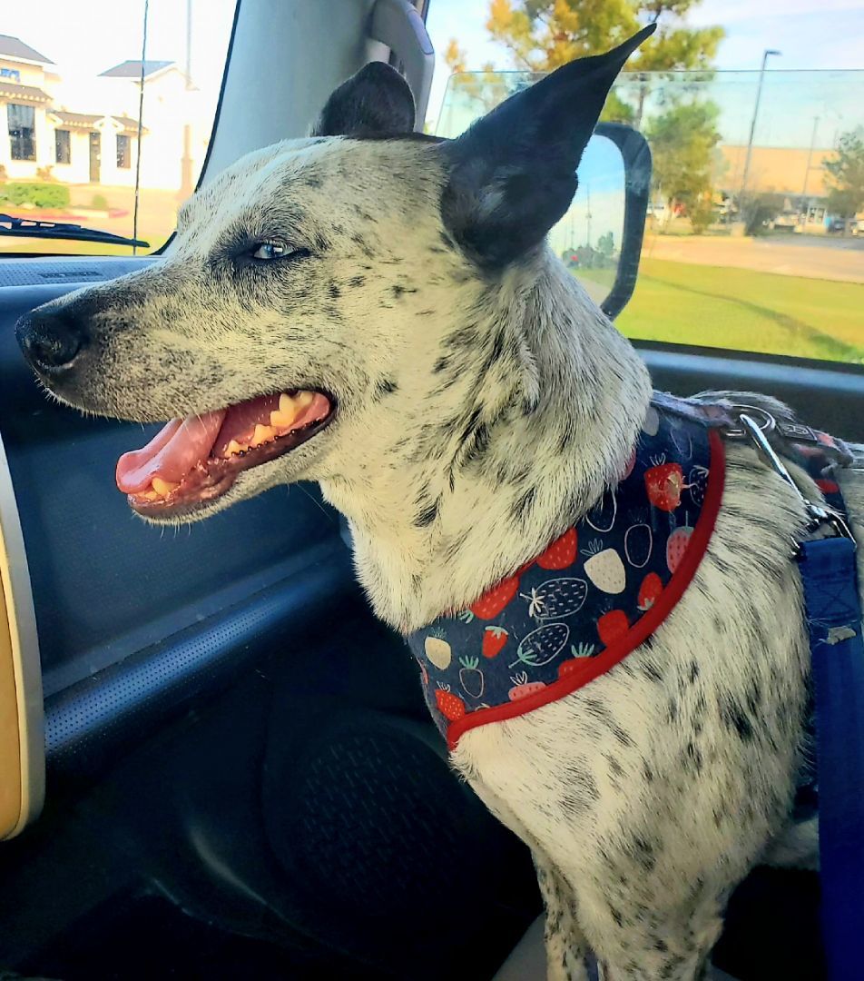 Enlarge Ivy, a Adoptable mixed breed in Houston, TX image 6/6