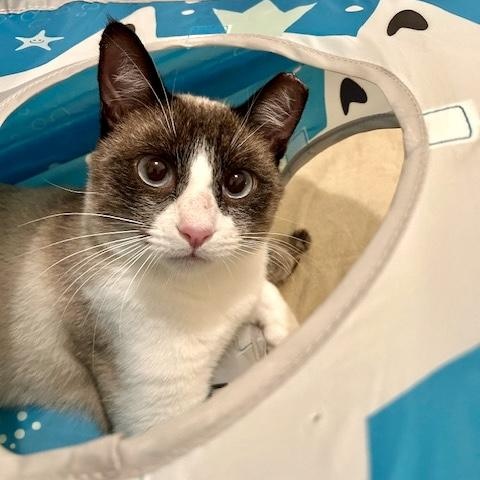 Enlarge Angus, a ADOPTABLE mixed breed in Sacramento, CA image 3/5