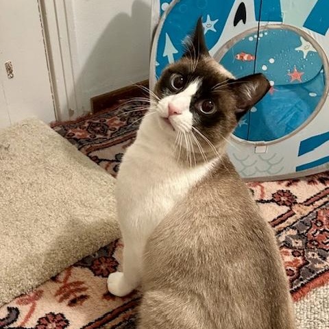 Enlarge Angus, a ADOPTABLE Snowshoe in Sacramento, CA image 6/6