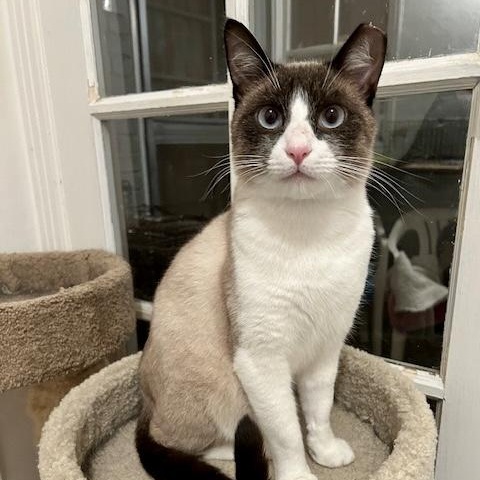 Angus, ADOPTABLE, Adult Male Snowshoe.