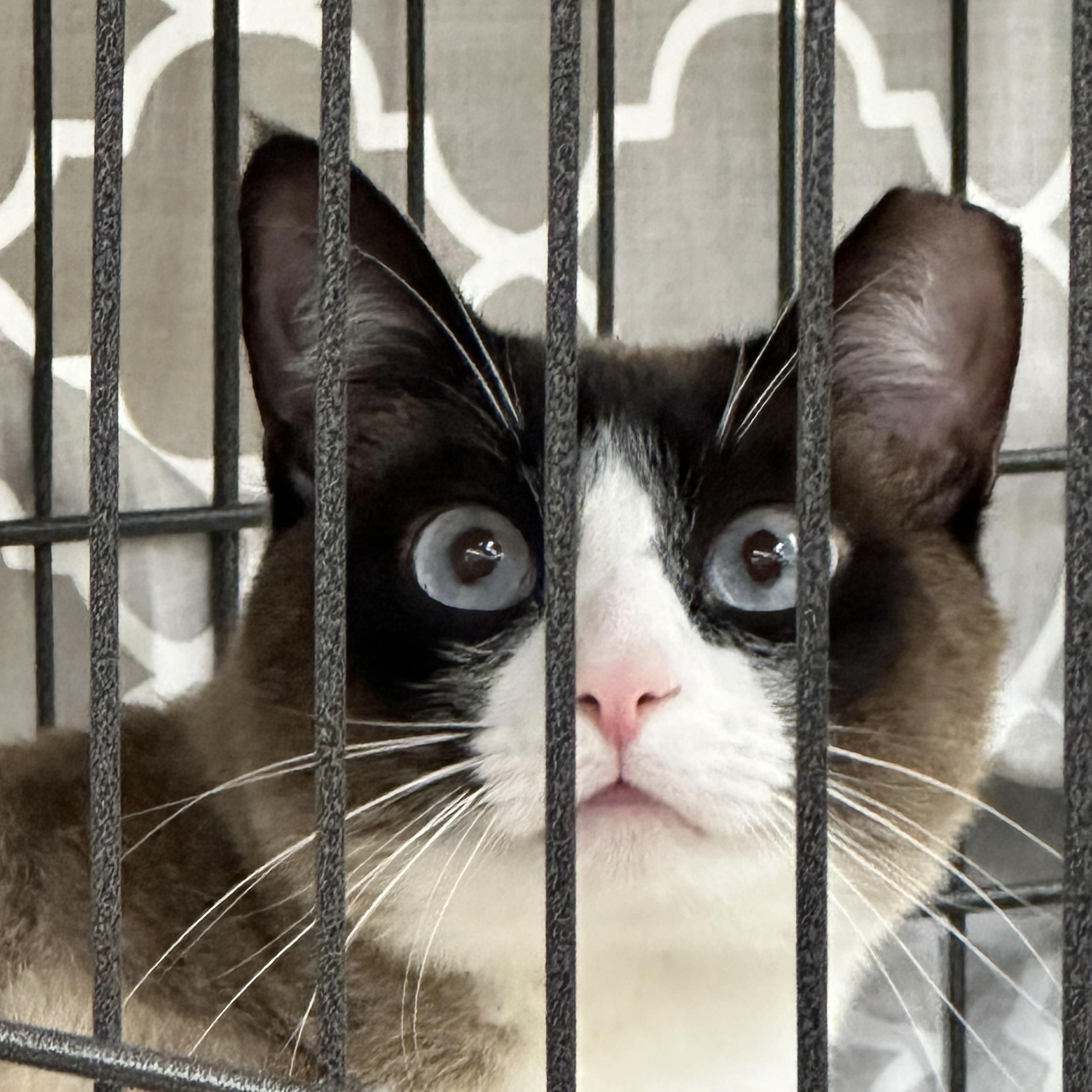 Enlarge Angus, a ADOPTABLE Snowshoe in Sacramento, CA image 5/6