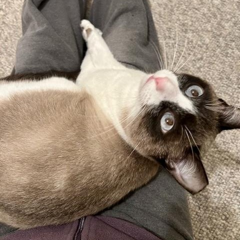 Angus, ADOPTABLE, Adult Male Snowshoe.