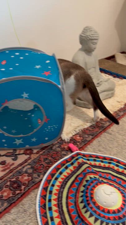 Enlarge Angus, a ADOPTABLE mixed breed in Sacramento, CA video 5/5