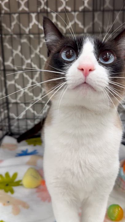 Enlarge Angus, a ADOPTABLE Snowshoe in Sacramento, CA video 4/6