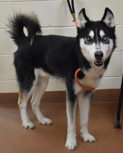Enlarge Oso, a Adoptable Siberian Husky in Spanish Fork, UT image 1/1