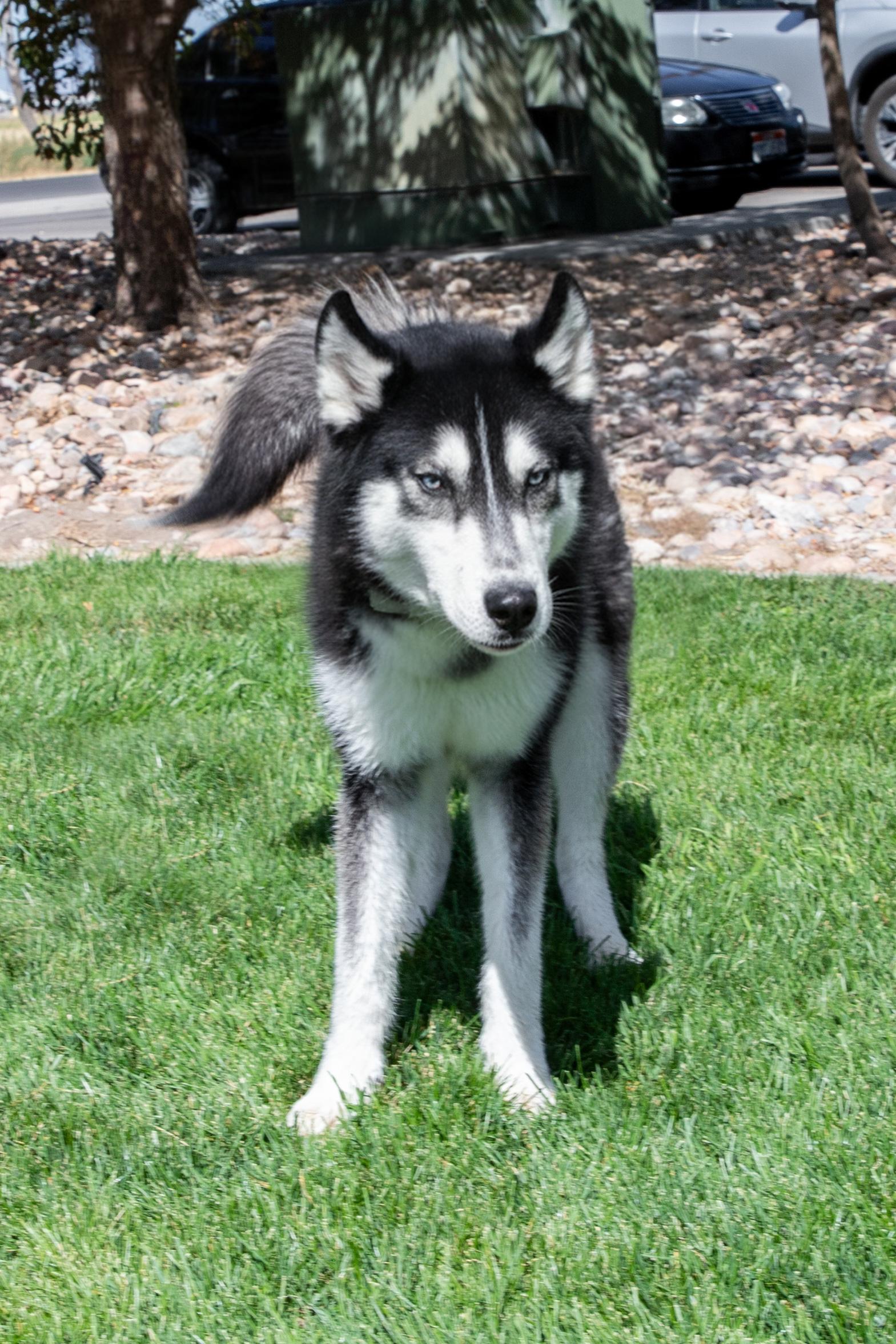 Oso, Adoptable, Young Male Siberian Husky.