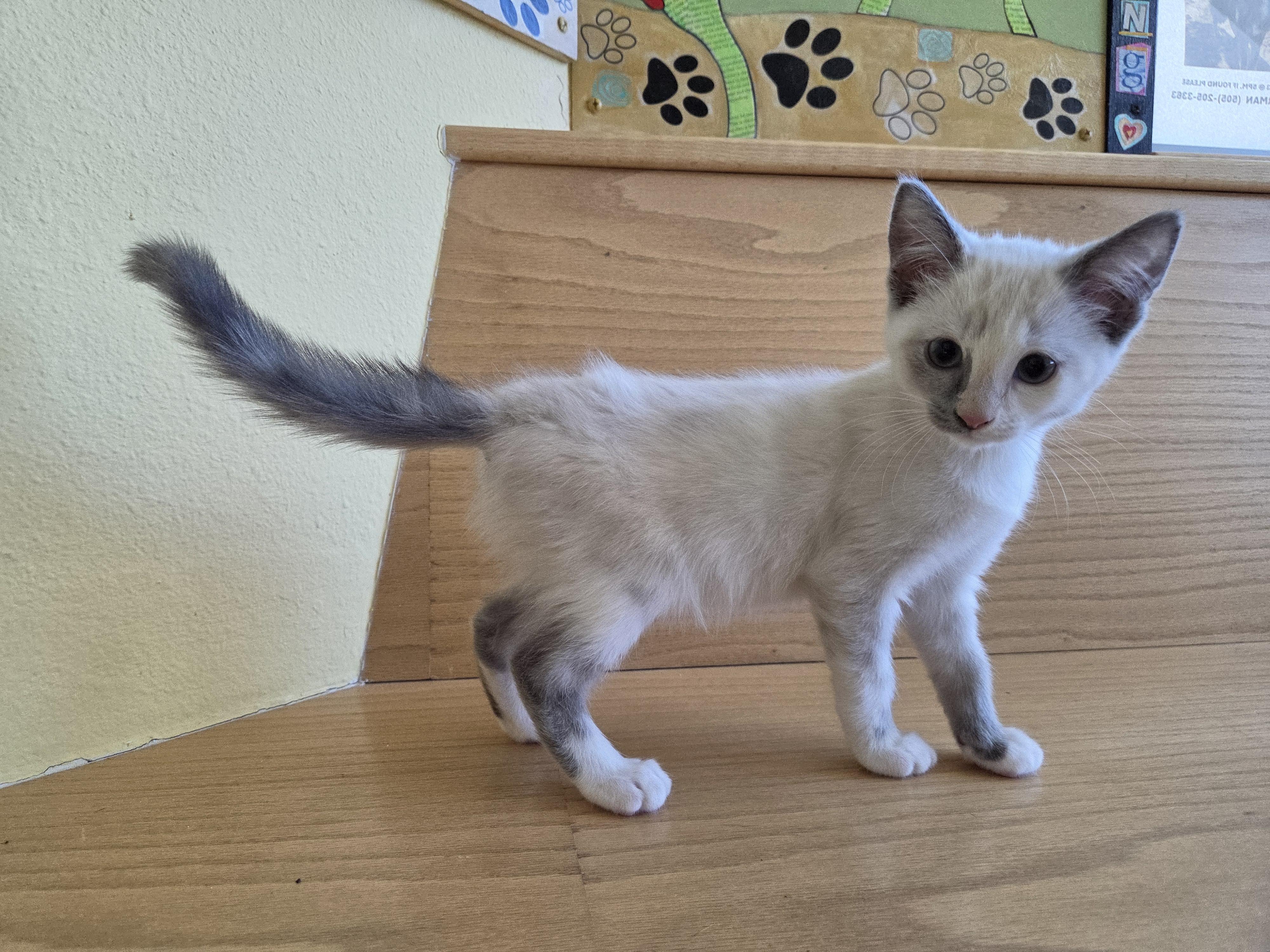 Snickerdoodle, Adopted, Kitten Female Domestic Short Hair.