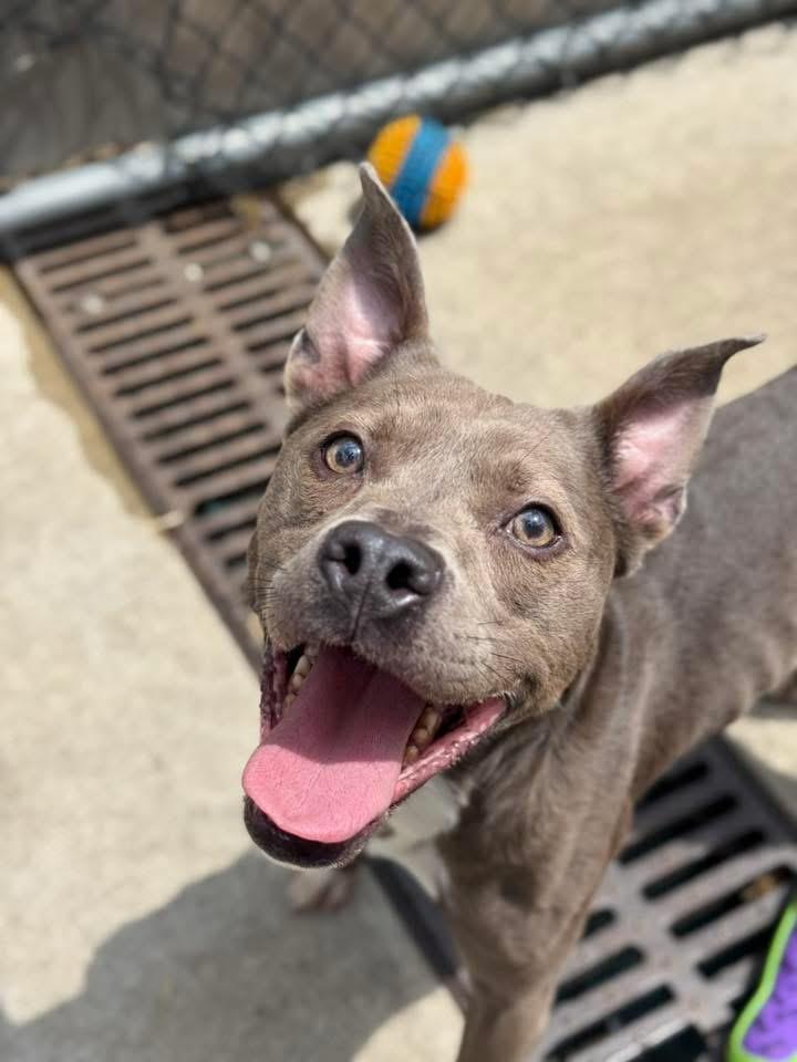 Buenos Aires, a ADOPTABLE Pit Bull Terrier in Chicago, IL image 4/5