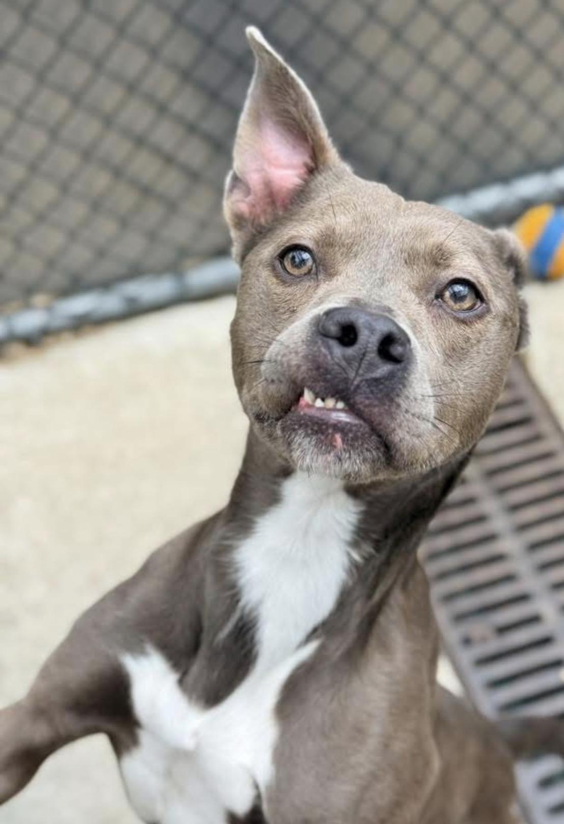 Buenos Aires, a ADOPTABLE Pit Bull Terrier in Chicago, IL image 1/5