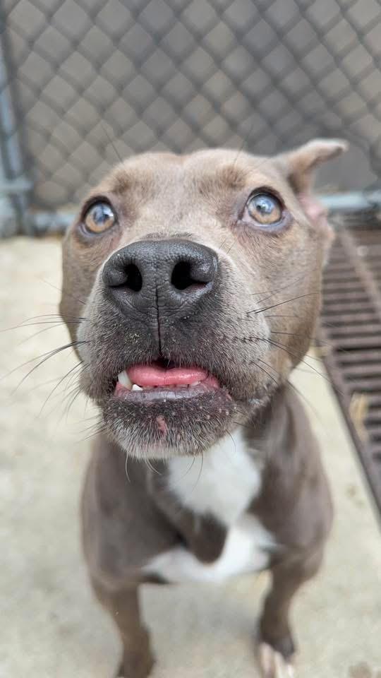Buenos Aires, a ADOPTABLE Pit Bull Terrier in Chicago, IL image 2/5