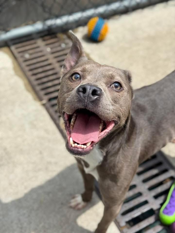 Buenos Aires, a ADOPTABLE Pit Bull Terrier in Chicago, IL image 3/5