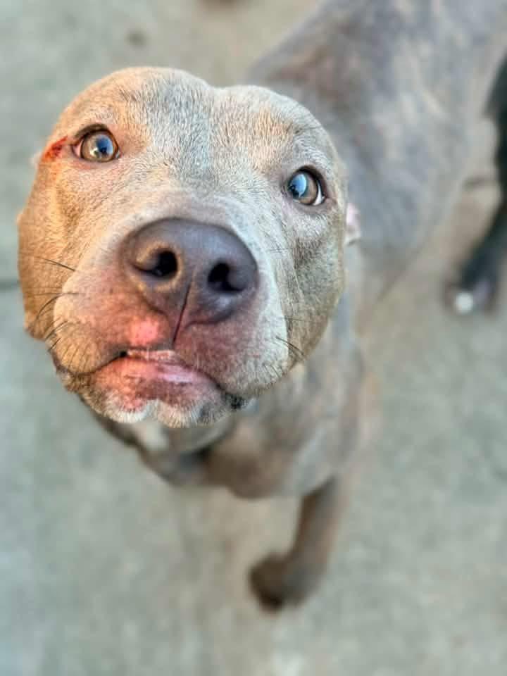 Carolina, ADOPTABLE, Adult Female Pit Bull Terrier.