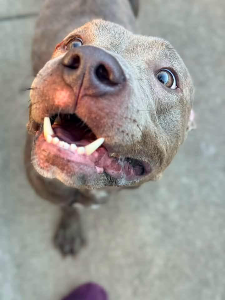Enlarge Carolina, a ADOPTABLE Pit Bull Terrier in Chicago, IL image 3/6
