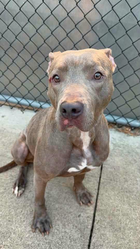 Enlarge Carolina, a ADOPTABLE Pit Bull Terrier in Chicago, IL image 2/6