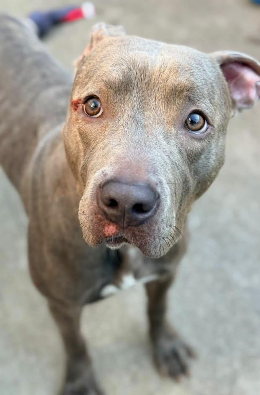 Enlarge Carolina, a ADOPTABLE Pit Bull Terrier in Chicago, IL image 4/6