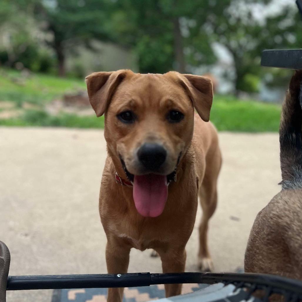 Miss Kelce, Adoptable, Young Female American Staffordshire Terrier & Mixed Breed.