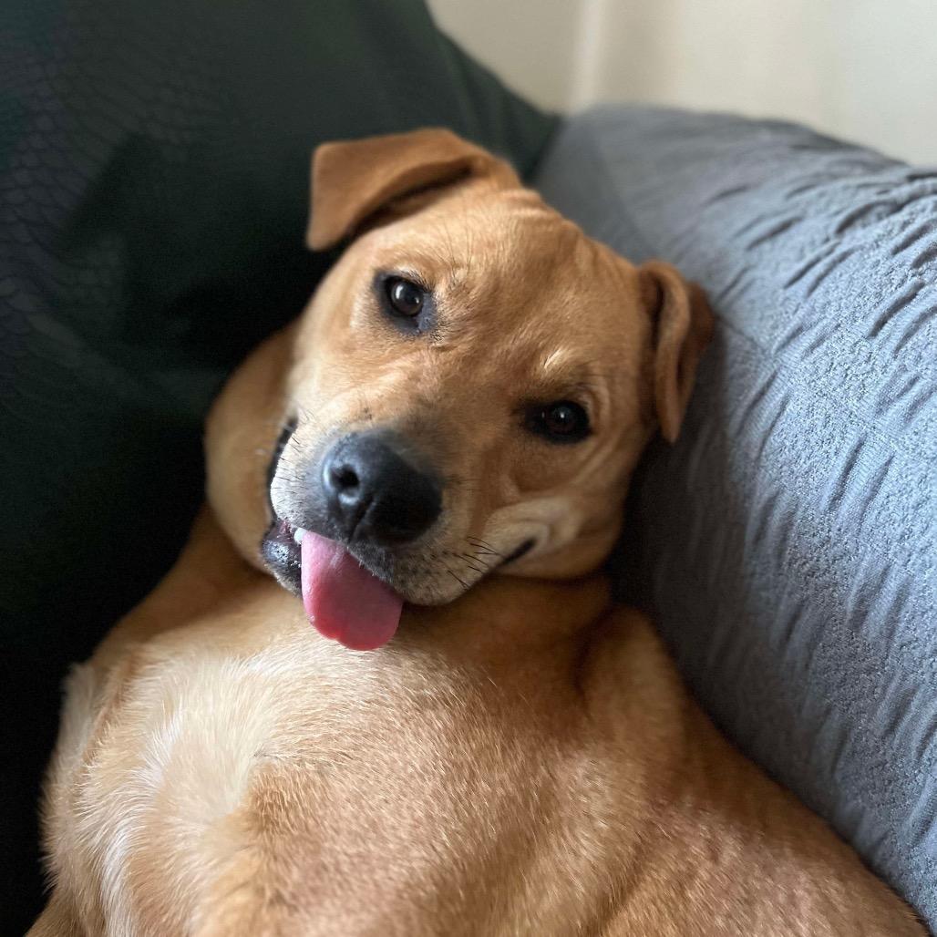 Miss Kelce, a Adoptable mixed breed in Overland Park, KS image 1/6