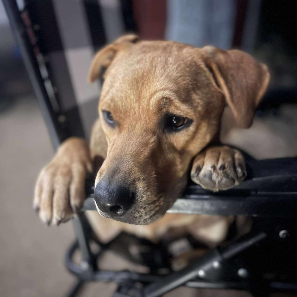 Miss Kelce, a Adoptable mixed breed in Overland Park, KS image 2/6